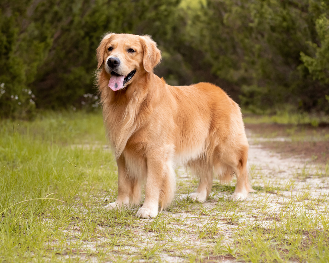 golden-retriever-dog-breed